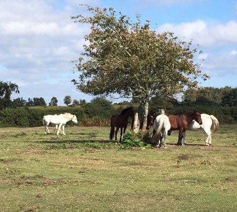 New Forest ponies sheltering under tree